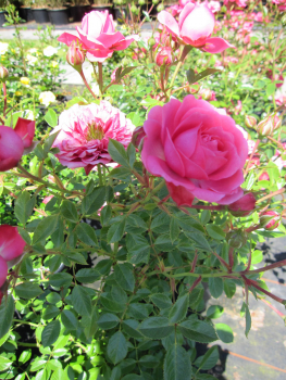 Preview: Strauchrose Amulett2